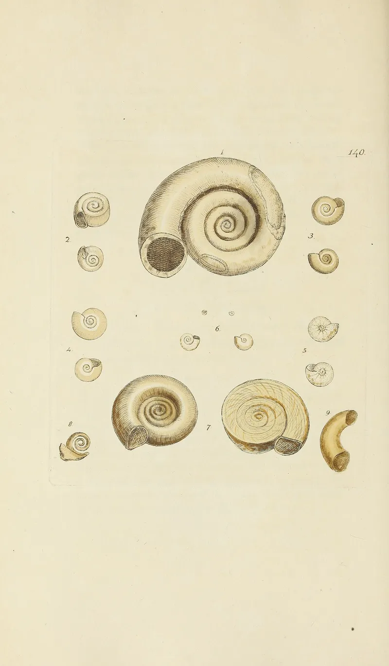 The Mineral Conchology Of Great Britain Pl 136