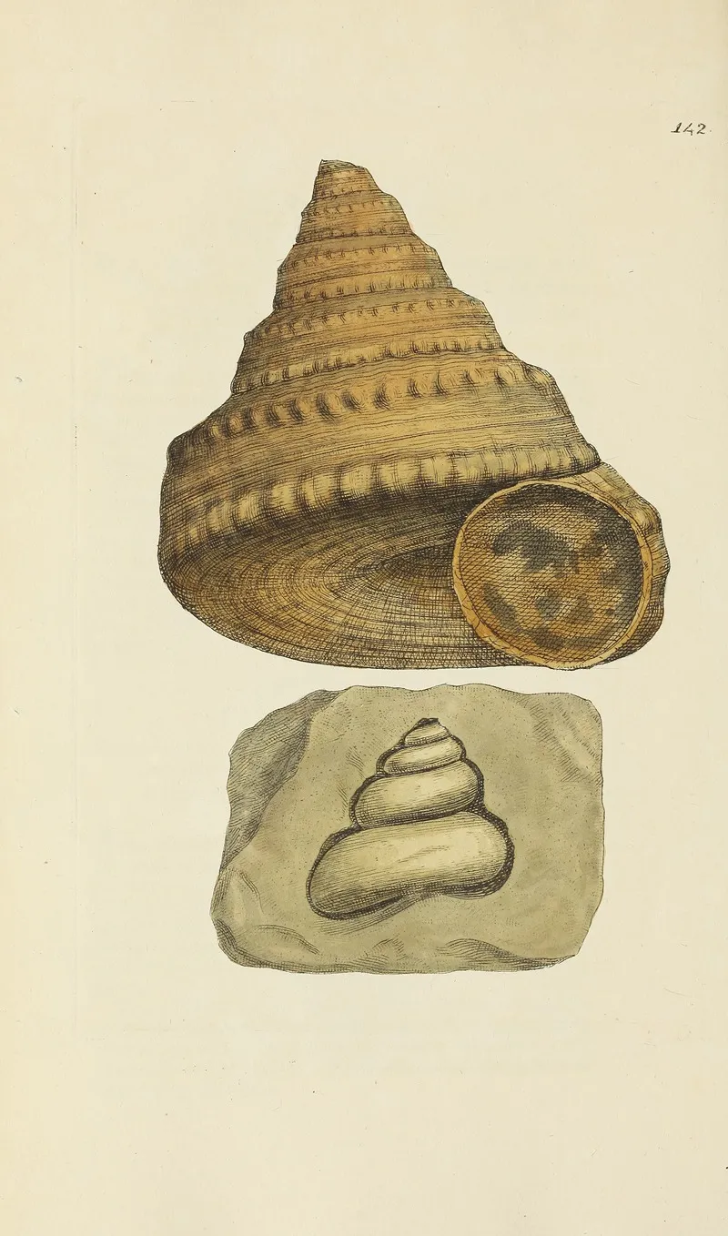 The Mineral Conchology Of Great Britain Pl 138