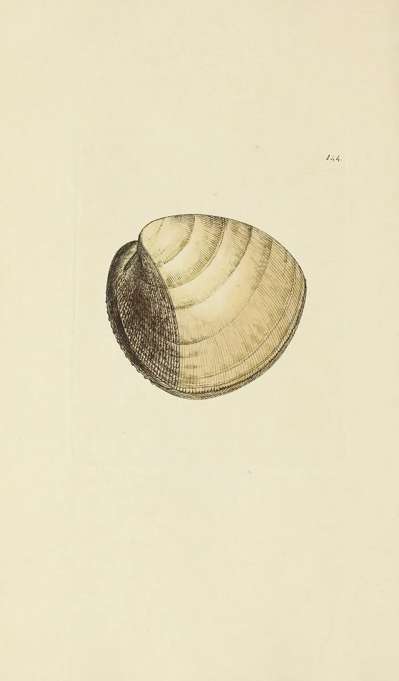 The Mineral Conchology Of Great Britain Pl 140