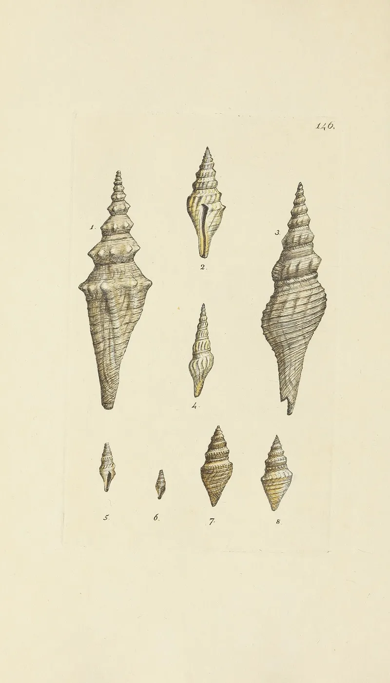 The Mineral Conchology Of Great Britain Pl 142