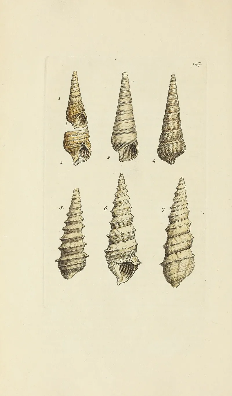 The Mineral Conchology Of Great Britain Pl 143