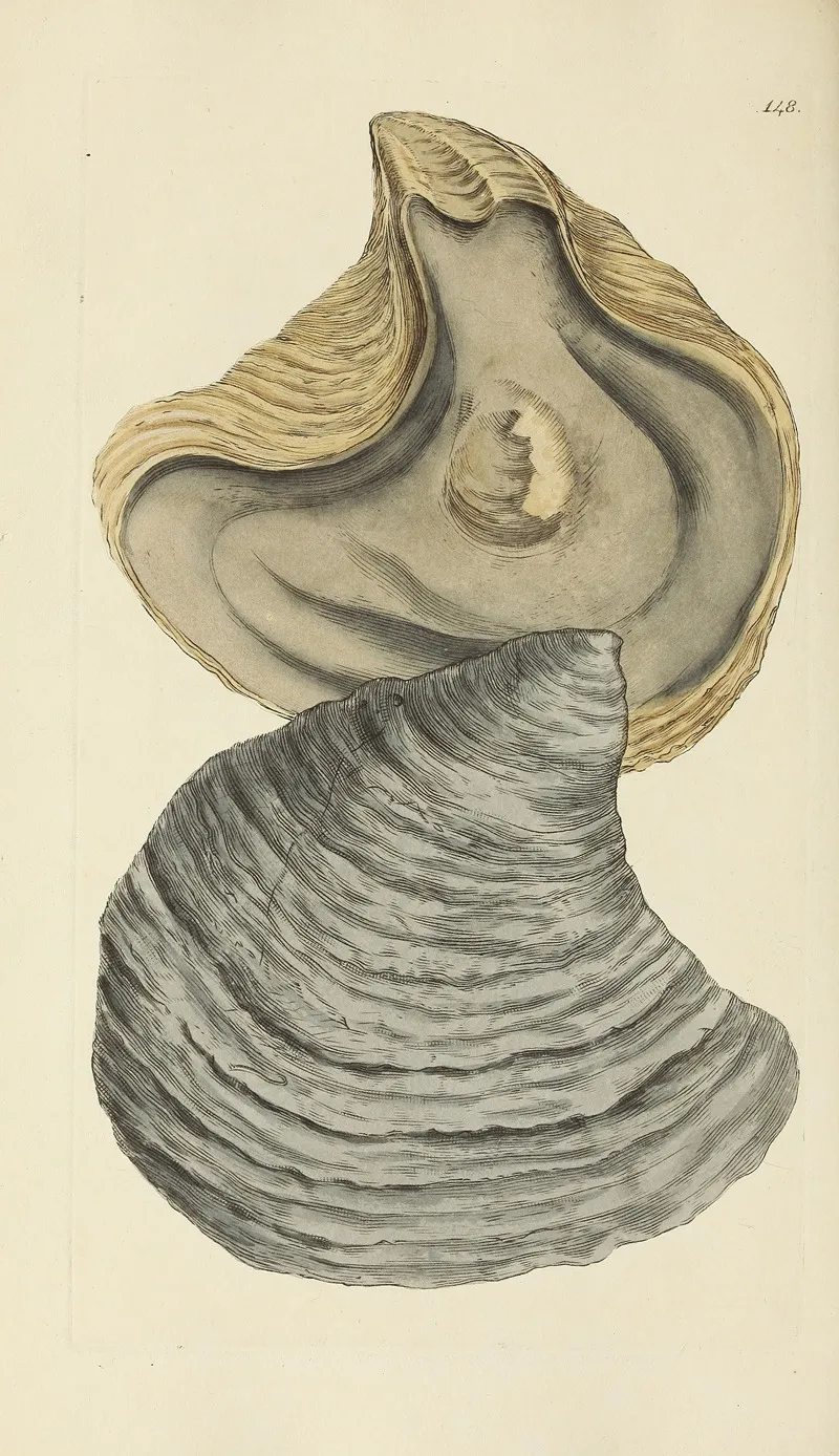 The Mineral Conchology Of Great Britain Pl 144