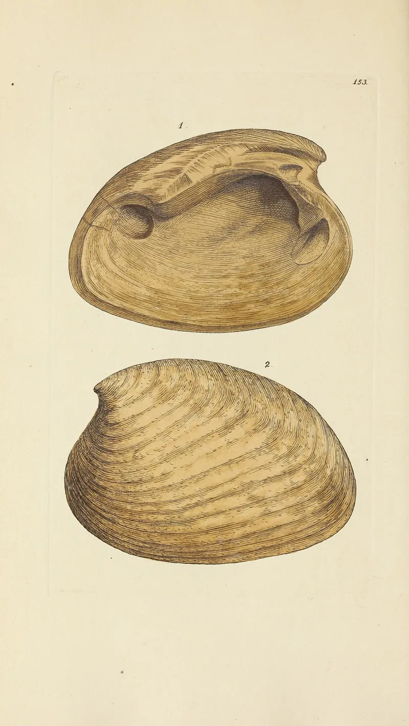 The Mineral Conchology Of Great Britain Pl 149