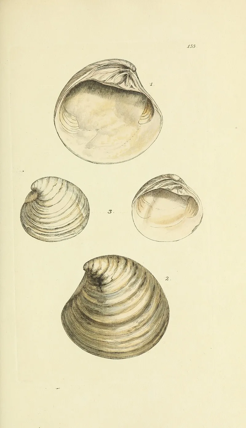 The Mineral Conchology Of Great Britain Pl 151