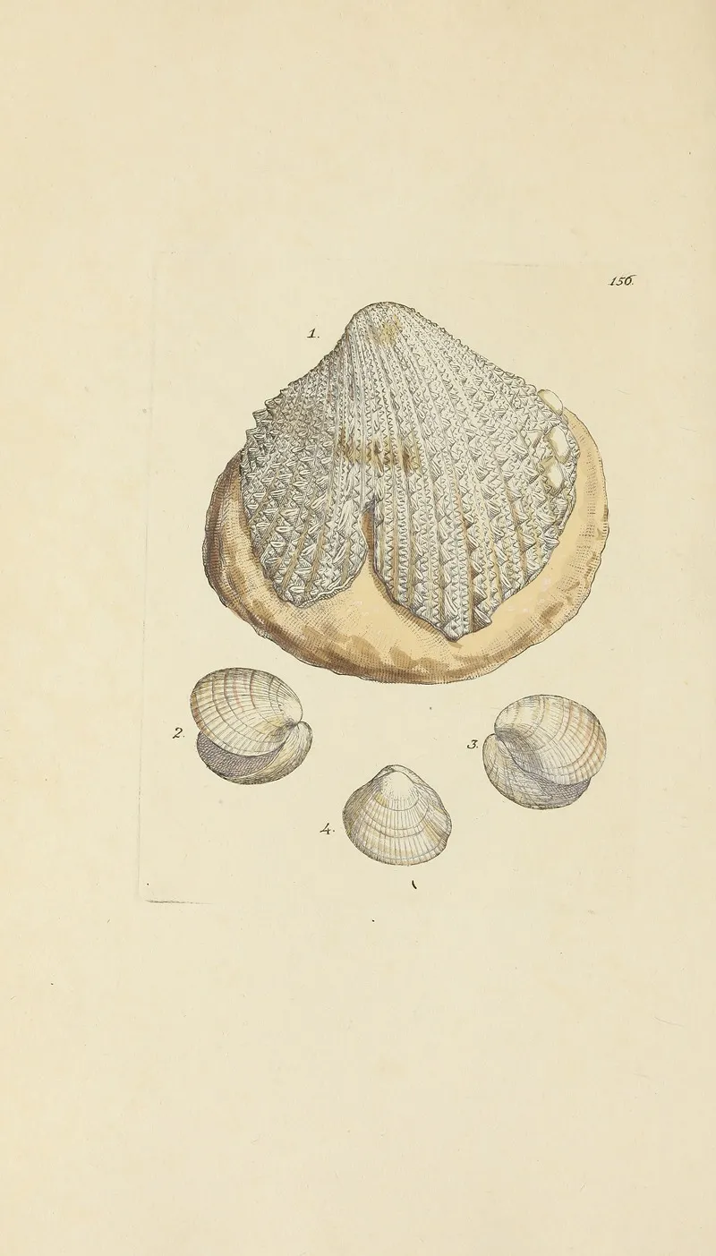 The Mineral Conchology Of Great Britain Pl 152