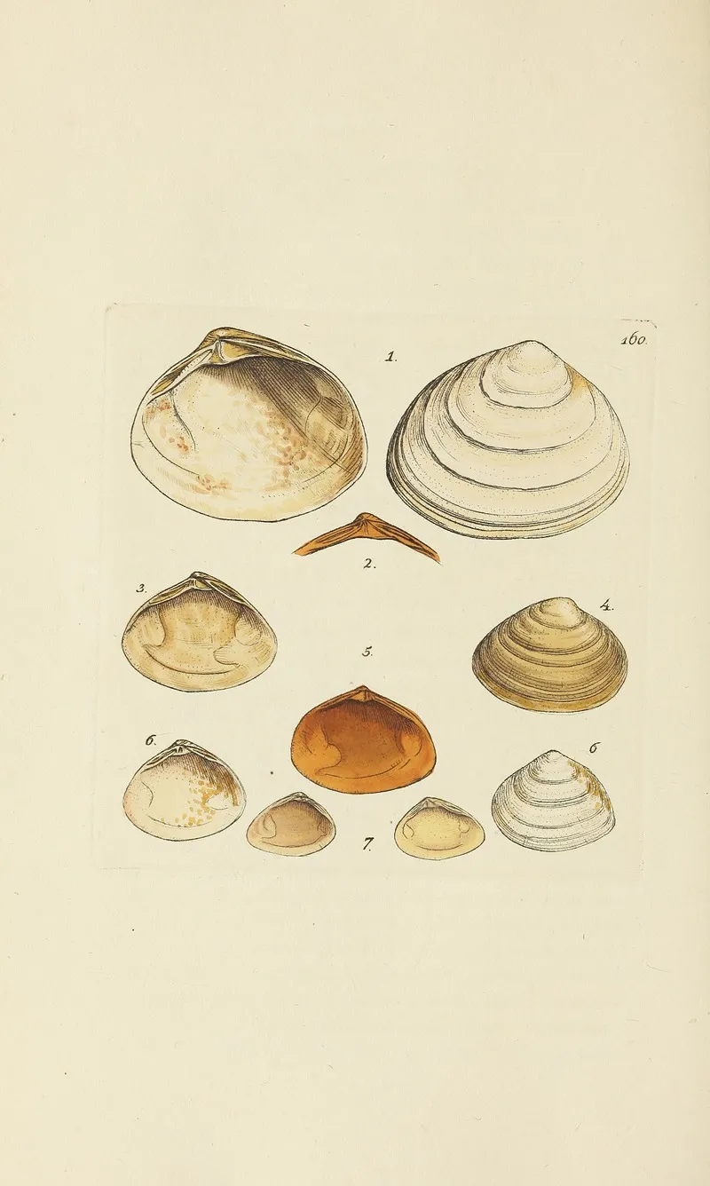 The Mineral Conchology Of Great Britain Pl 155