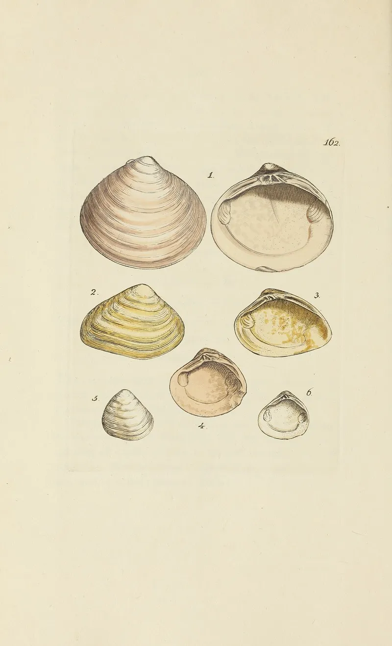 The Mineral Conchology Of Great Britain Pl 157