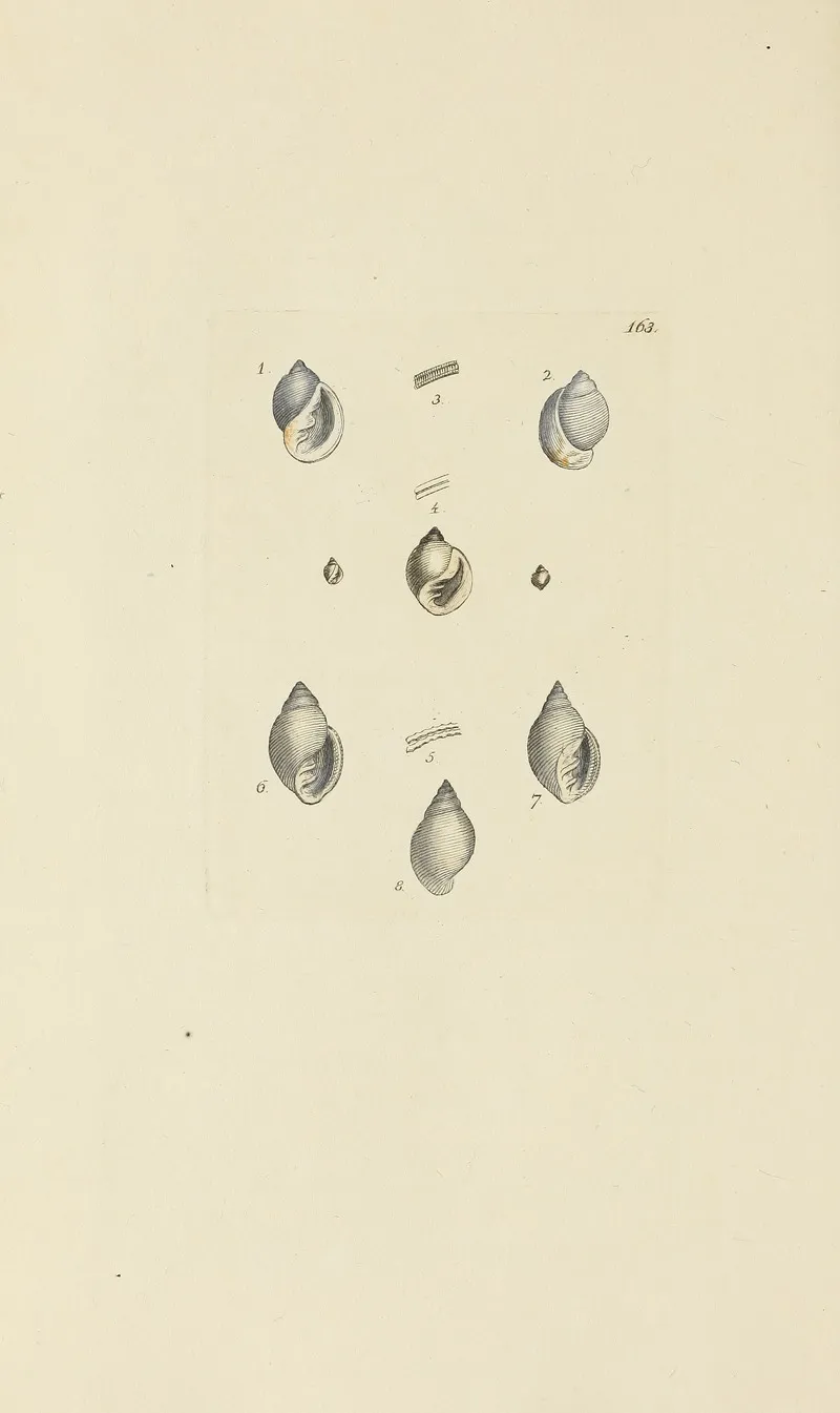 The Mineral Conchology Of Great Britain Pl 158