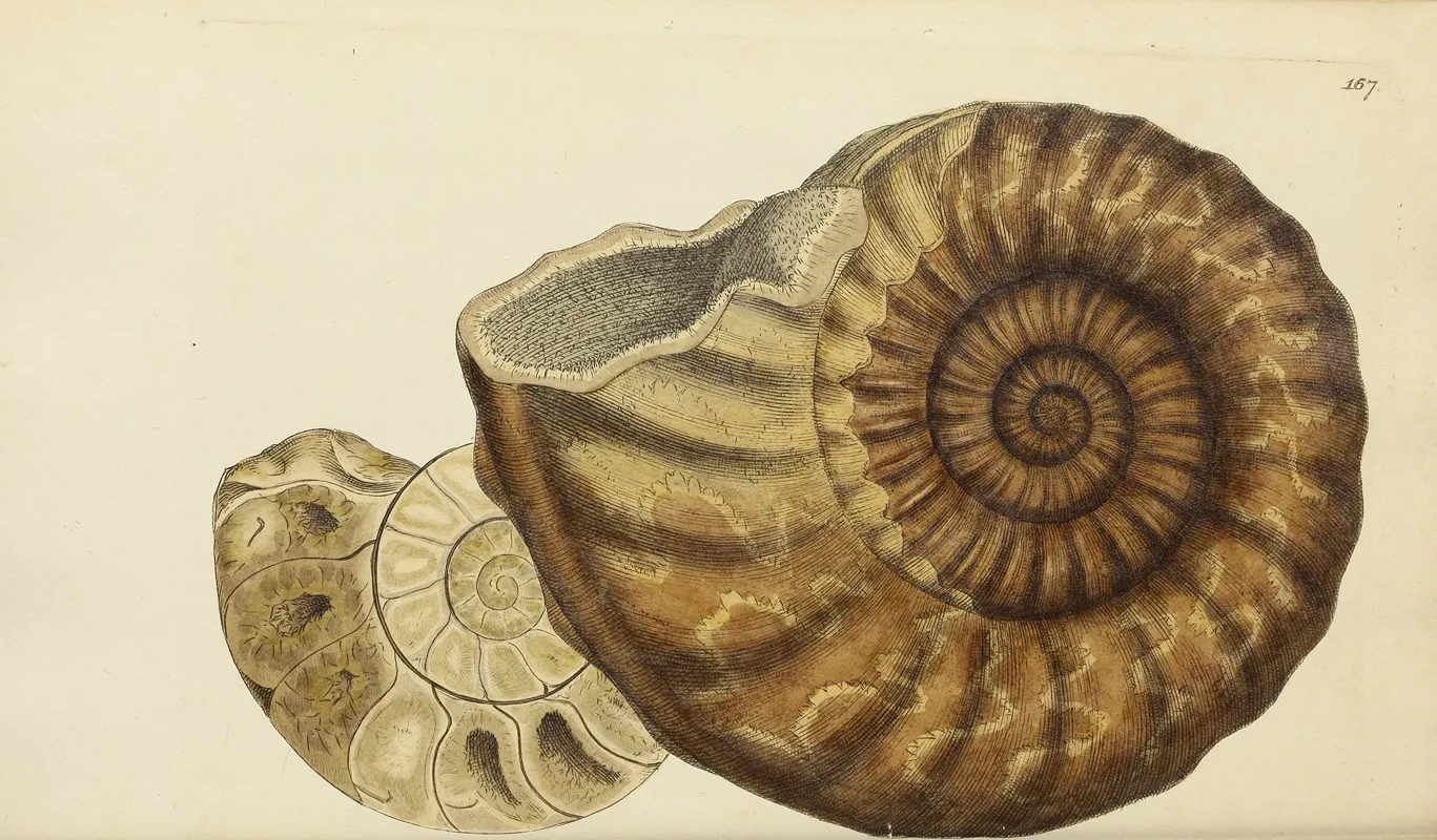 The Mineral Conchology Of Great Britain Pl 162