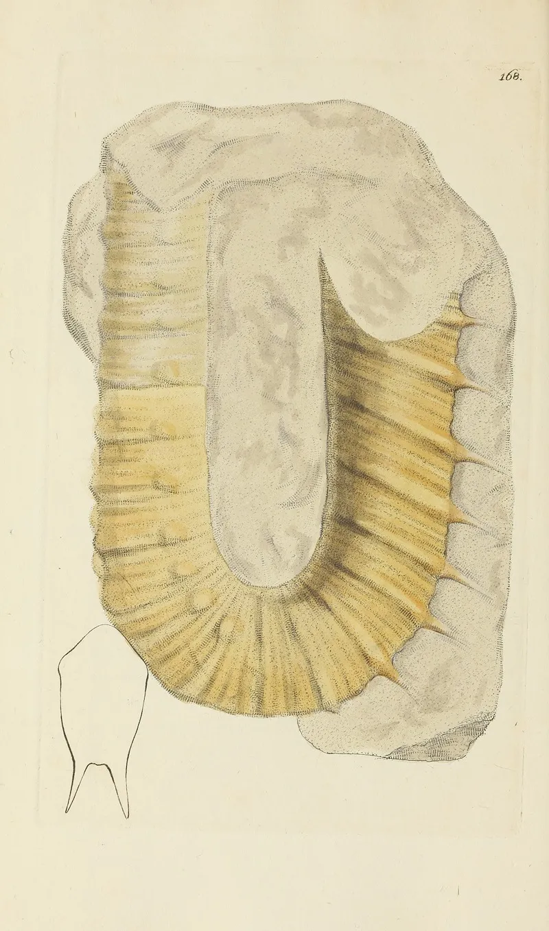The Mineral Conchology Of Great Britain Pl 163