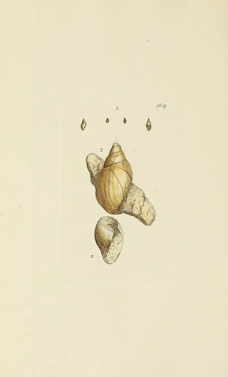The Mineral Conchology Of Great Britain Pl 164
