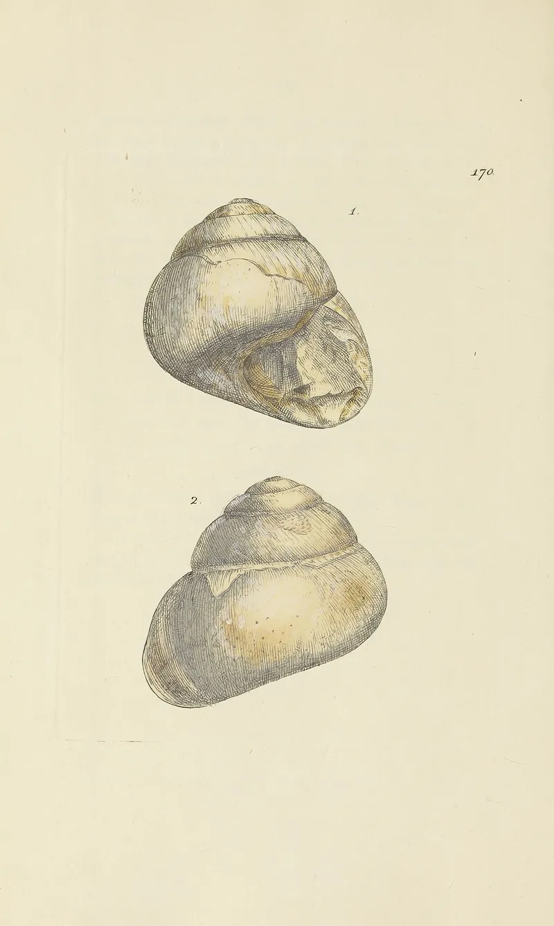 The Mineral Conchology Of Great Britain Pl 165