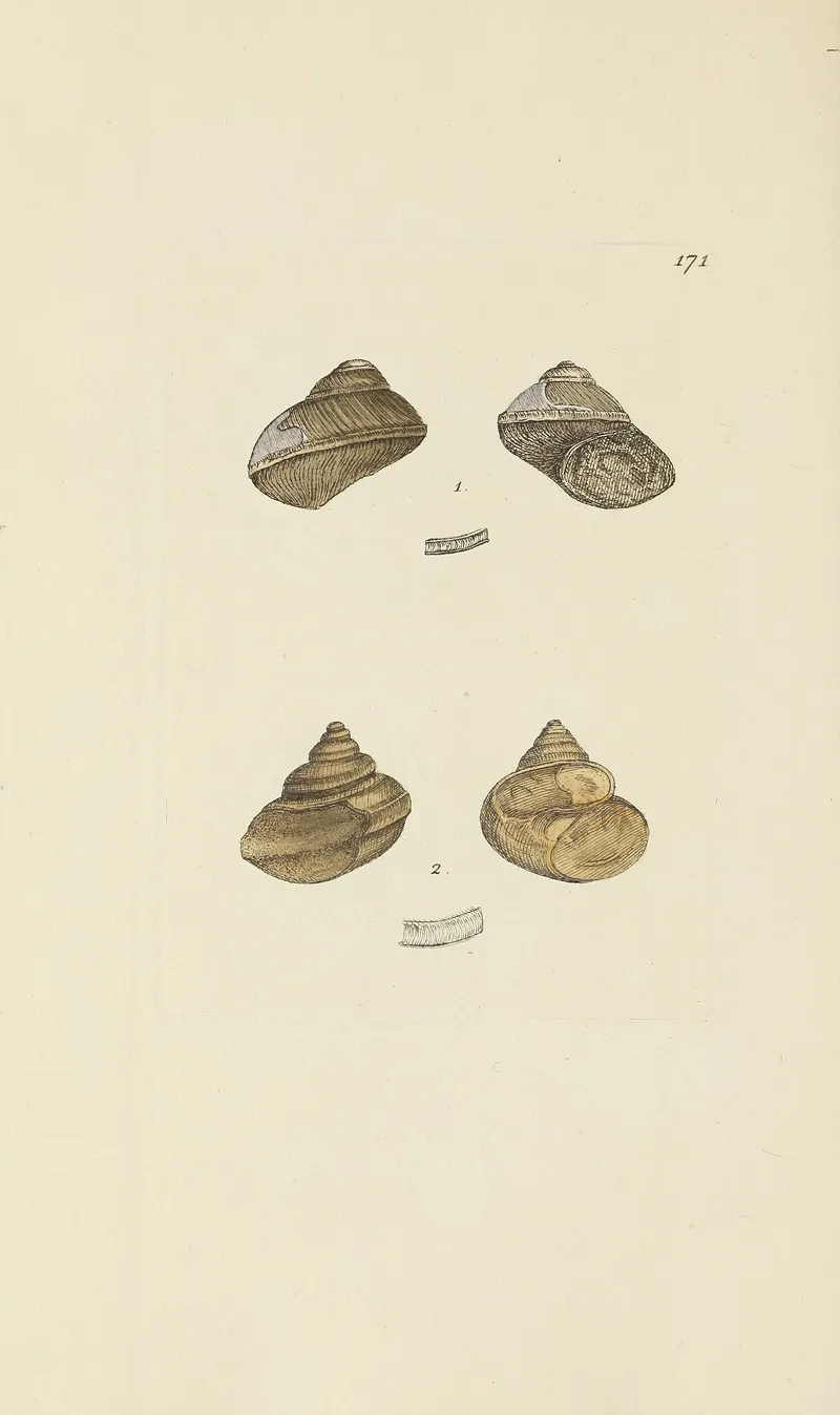 The Mineral Conchology Of Great Britain Pl 166