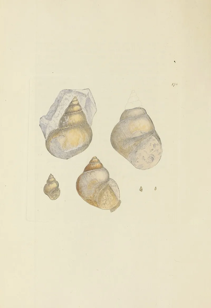 The Mineral Conchology Of Great Britain Pl 170