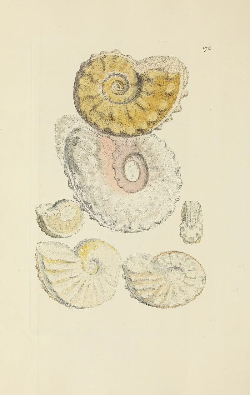 The Mineral Conchology Of Great Britain Pl 171