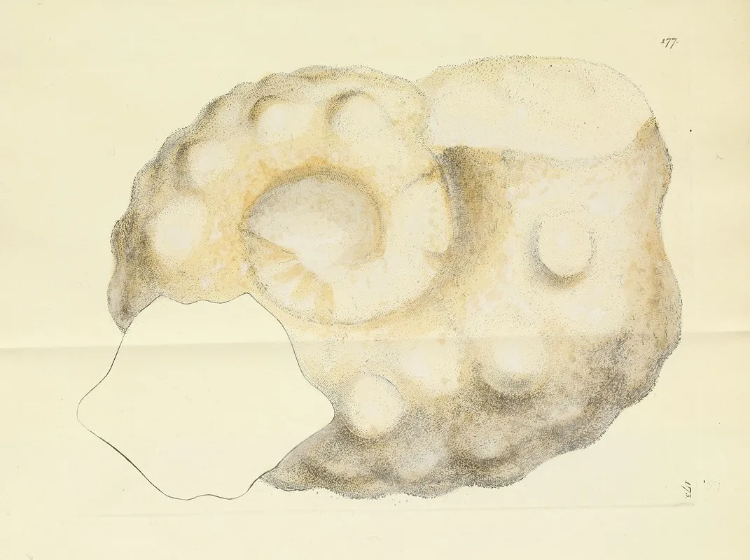 The Mineral Conchology Of Great Britain Pl 172