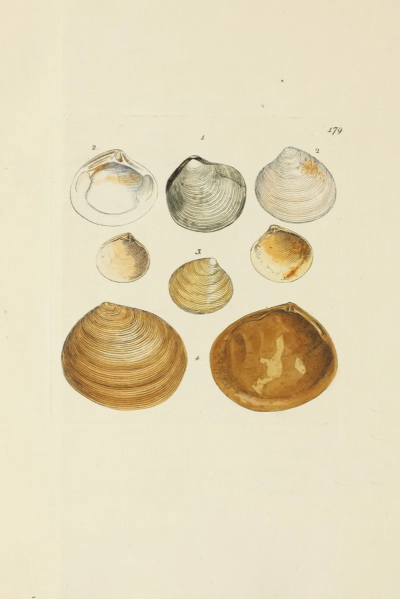 The Mineral Conchology Of Great Britain Pl 174
