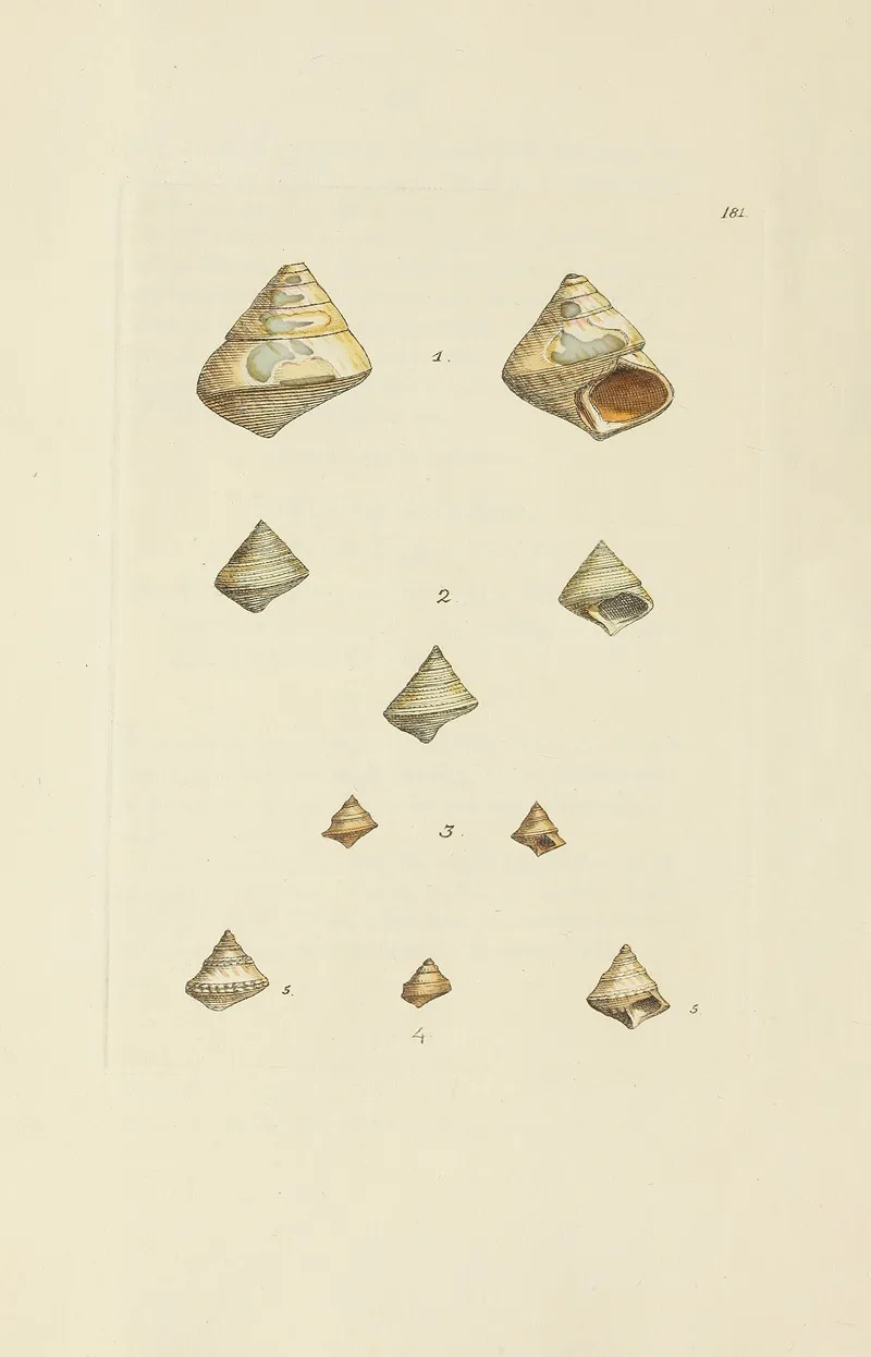 The Mineral Conchology Of Great Britain Pl 176