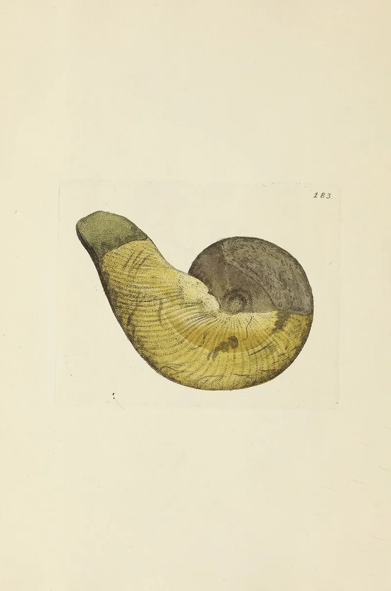 The Mineral Conchology Of Great Britain Pl 178