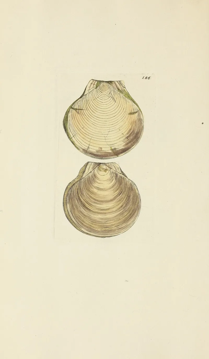 The Mineral Conchology Of Great Britain Pl 182