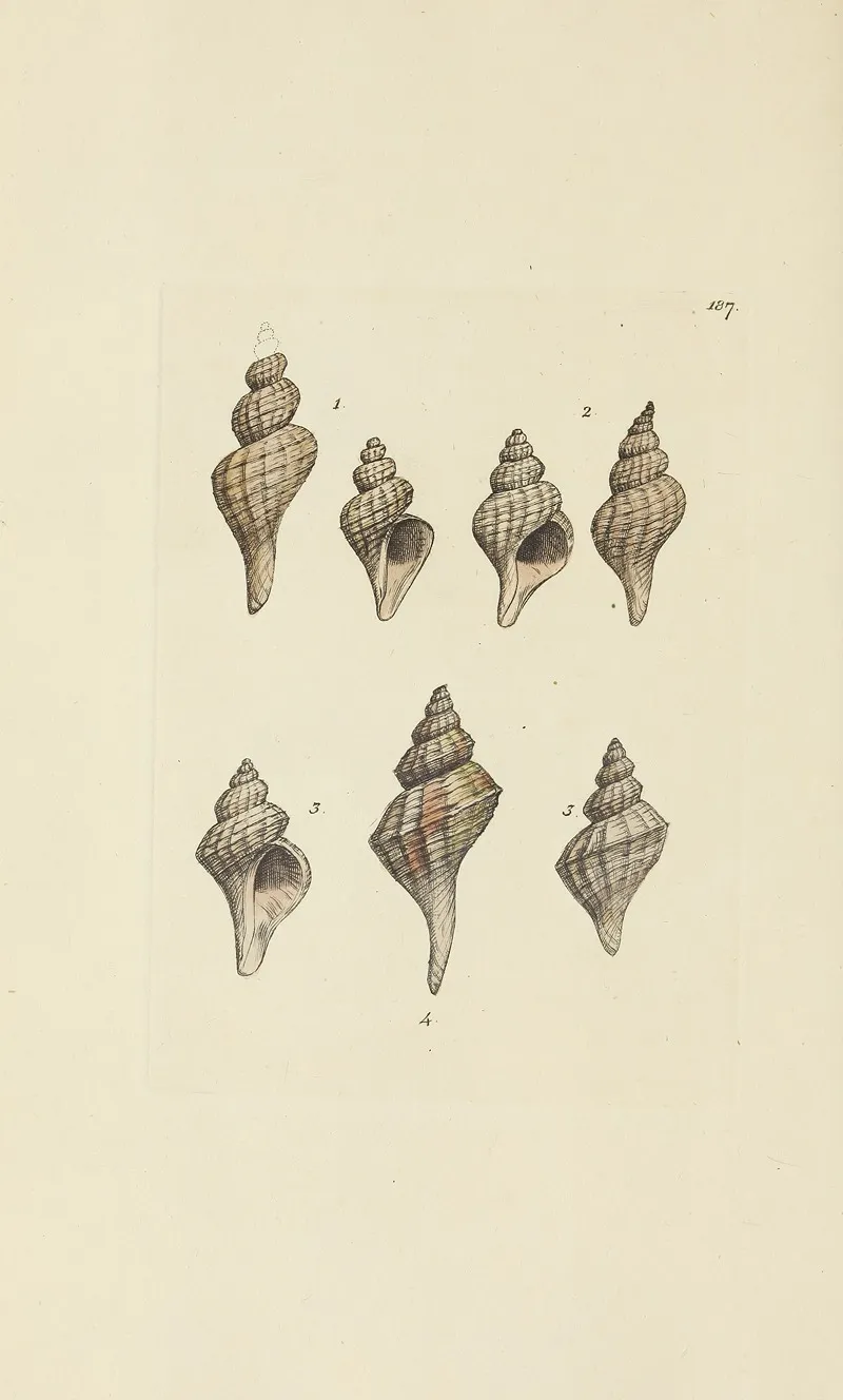 The Mineral Conchology Of Great Britain Pl 183