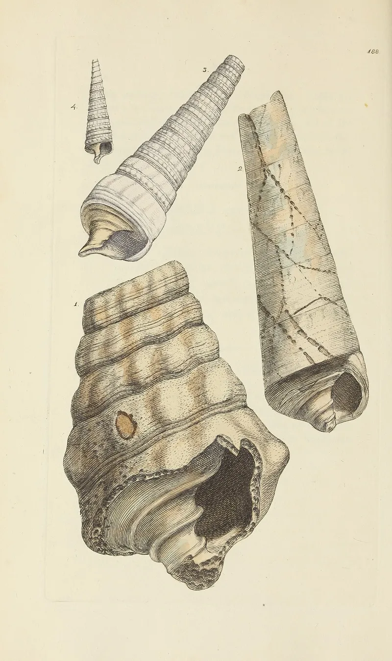 The Mineral Conchology Of Great Britain Pl 184
