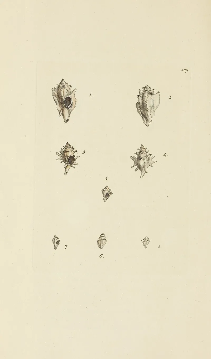 The Mineral Conchology Of Great Britain Pl 185