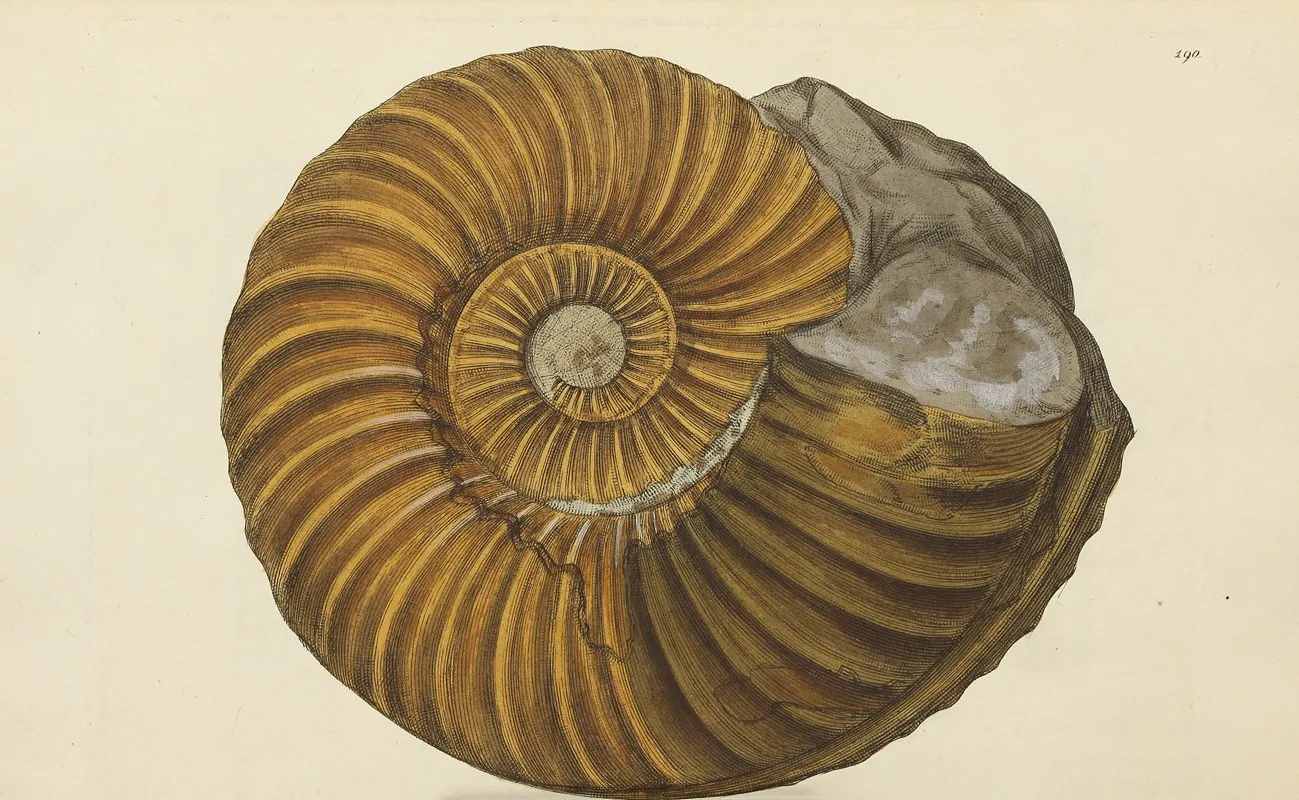 The Mineral Conchology Of Great Britain Pl 186