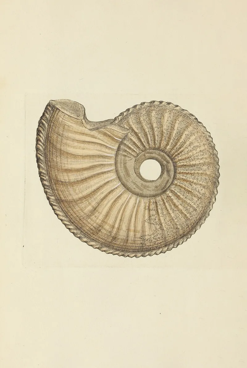 The Mineral Conchology Of Great Britain Pl 187