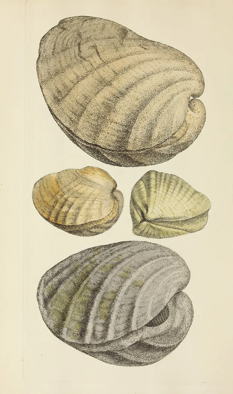 The Mineral Conchology Of Great Britain Pl 193