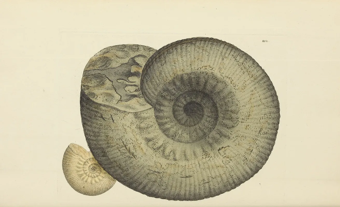 The Mineral Conchology Of Great Britain Pl 196