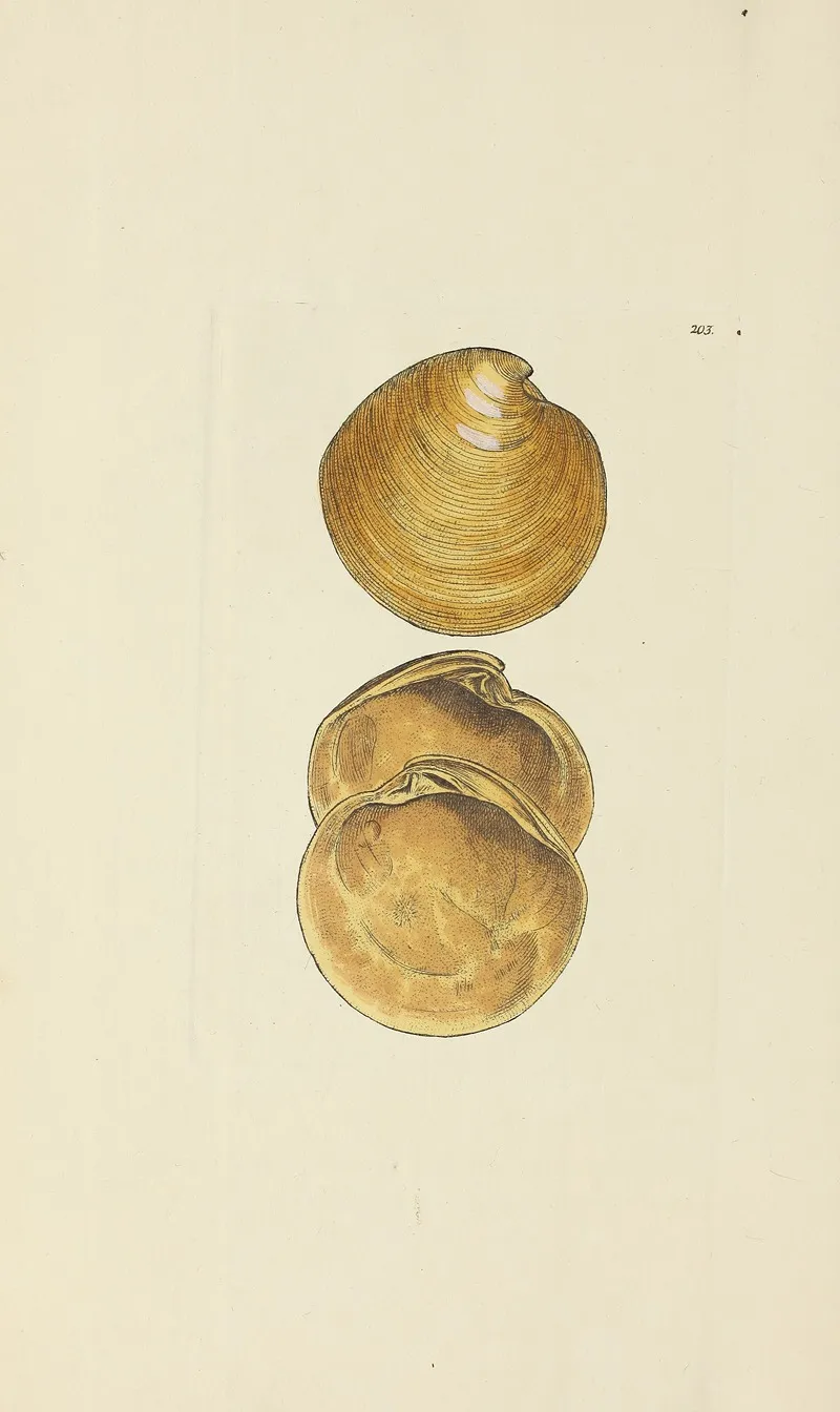 The Mineral Conchology Of Great Britain Pl 197