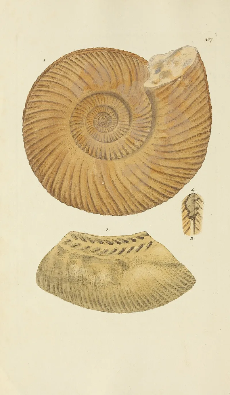 The Mineral Conchology Of Great Britain Pl 198