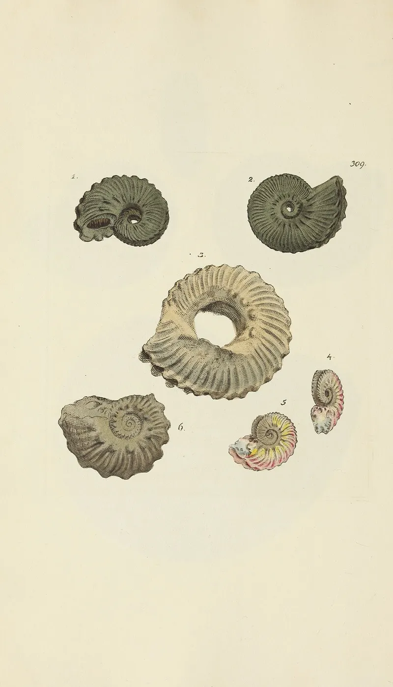 The Mineral Conchology Of Great Britain Pl 200