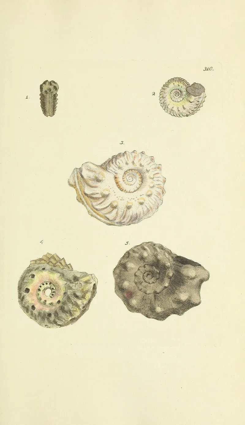 The Mineral Conchology Of Great Britain Pl 201