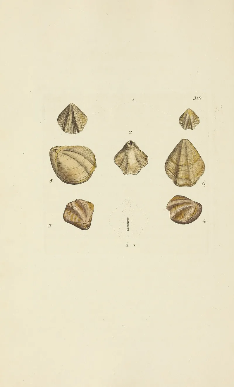 The Mineral Conchology Of Great Britain Pl 203