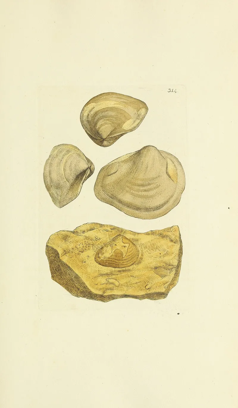 The Mineral Conchology Of Great Britain Pl 205