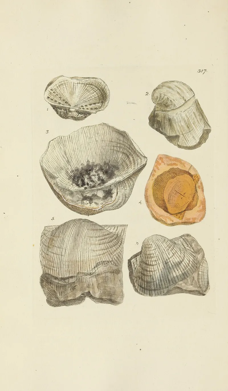 The Mineral Conchology Of Great Britain Pl 207