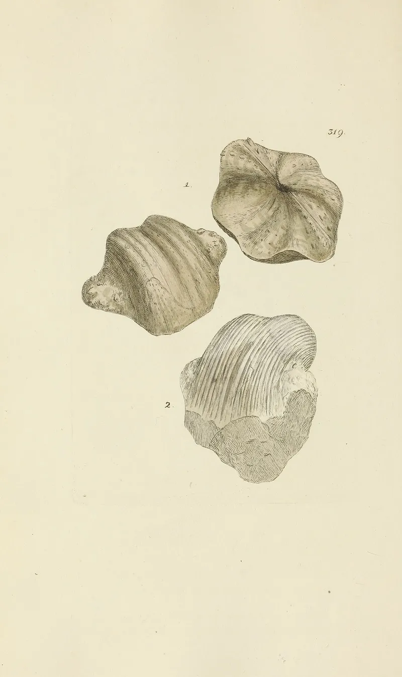 The Mineral Conchology Of Great Britain Pl 209