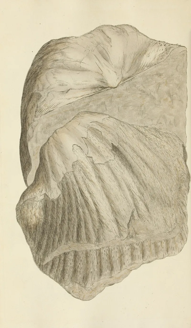 The Mineral Conchology Of Great Britain Pl 210
