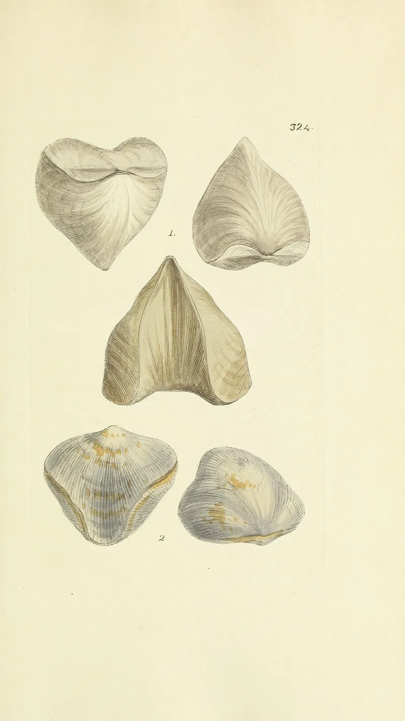 The Mineral Conchology Of Great Britain Pl 214