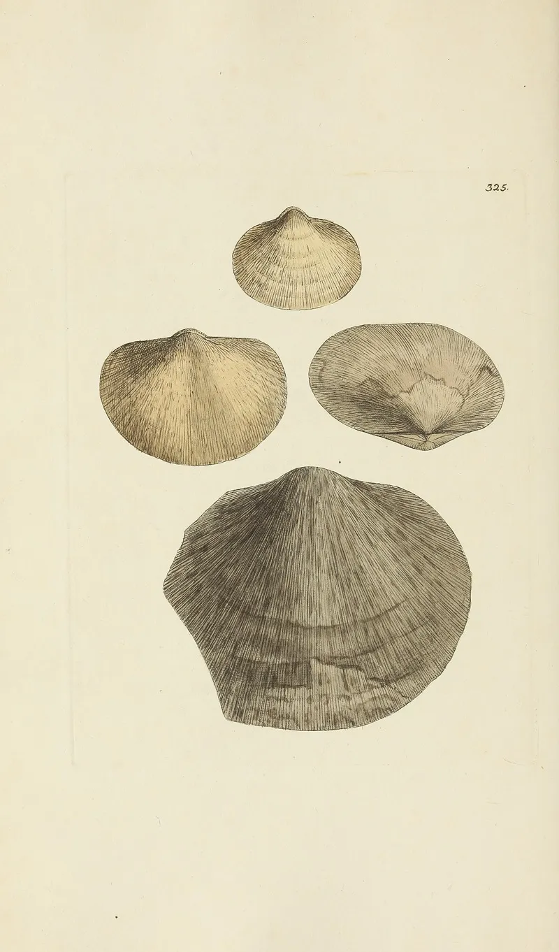 The Mineral Conchology Of Great Britain Pl 215