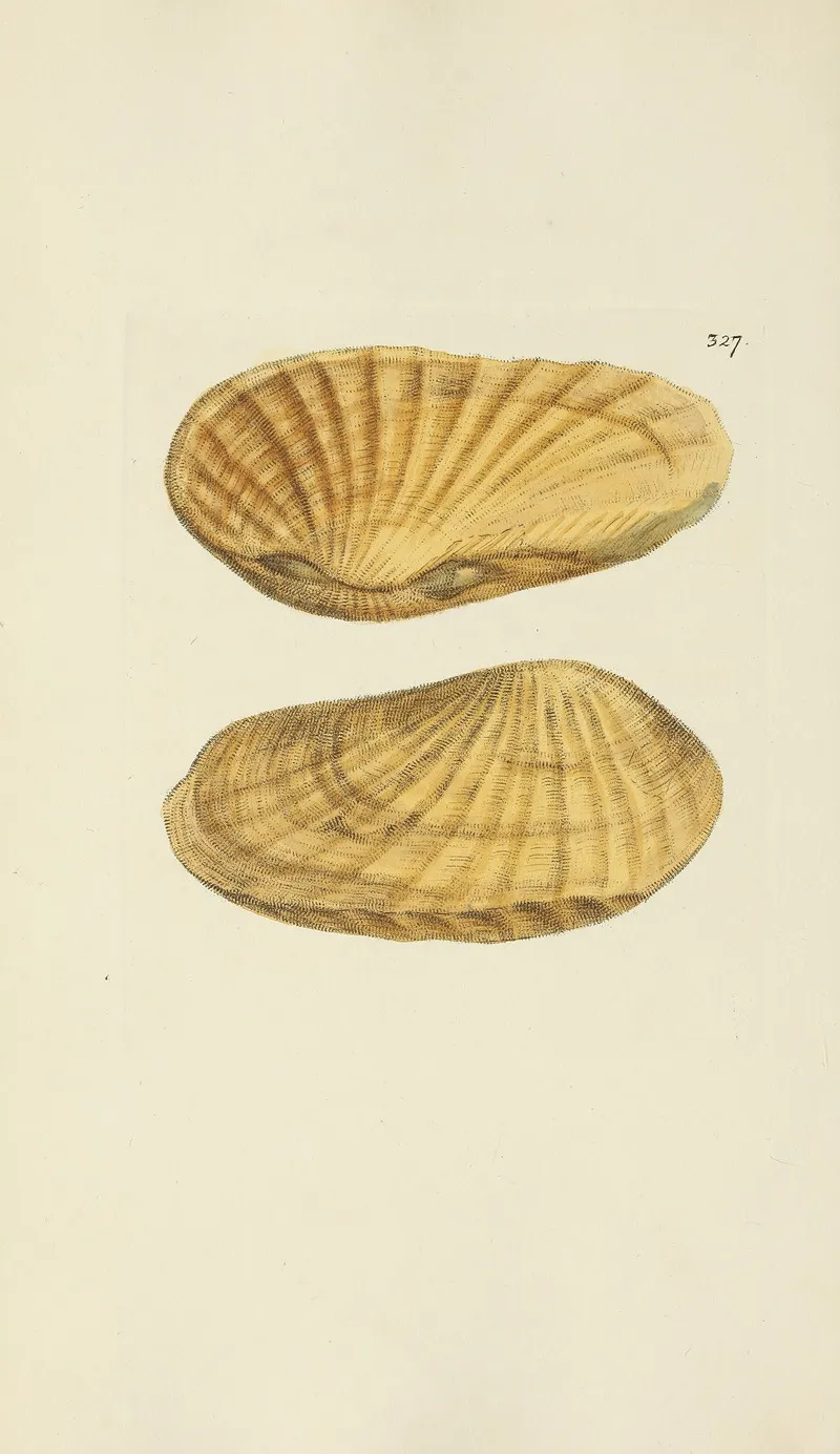 The Mineral Conchology Of Great Britain Pl 217