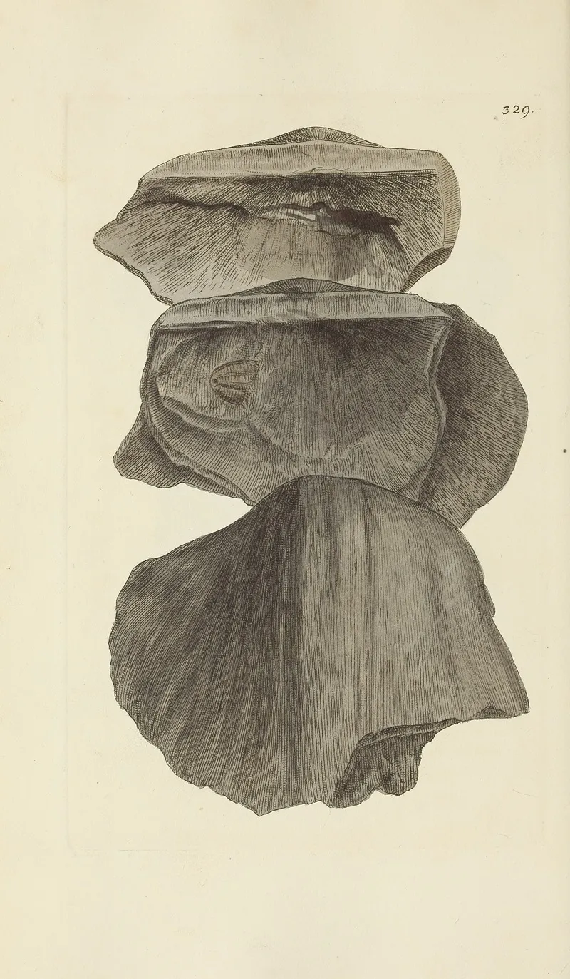The Mineral Conchology Of Great Britain Pl 219