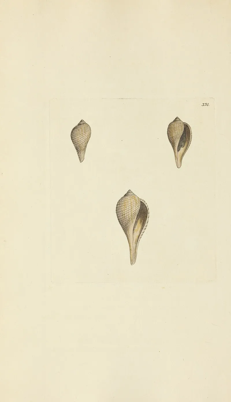 The Mineral Conchology Of Great Britain Pl 221