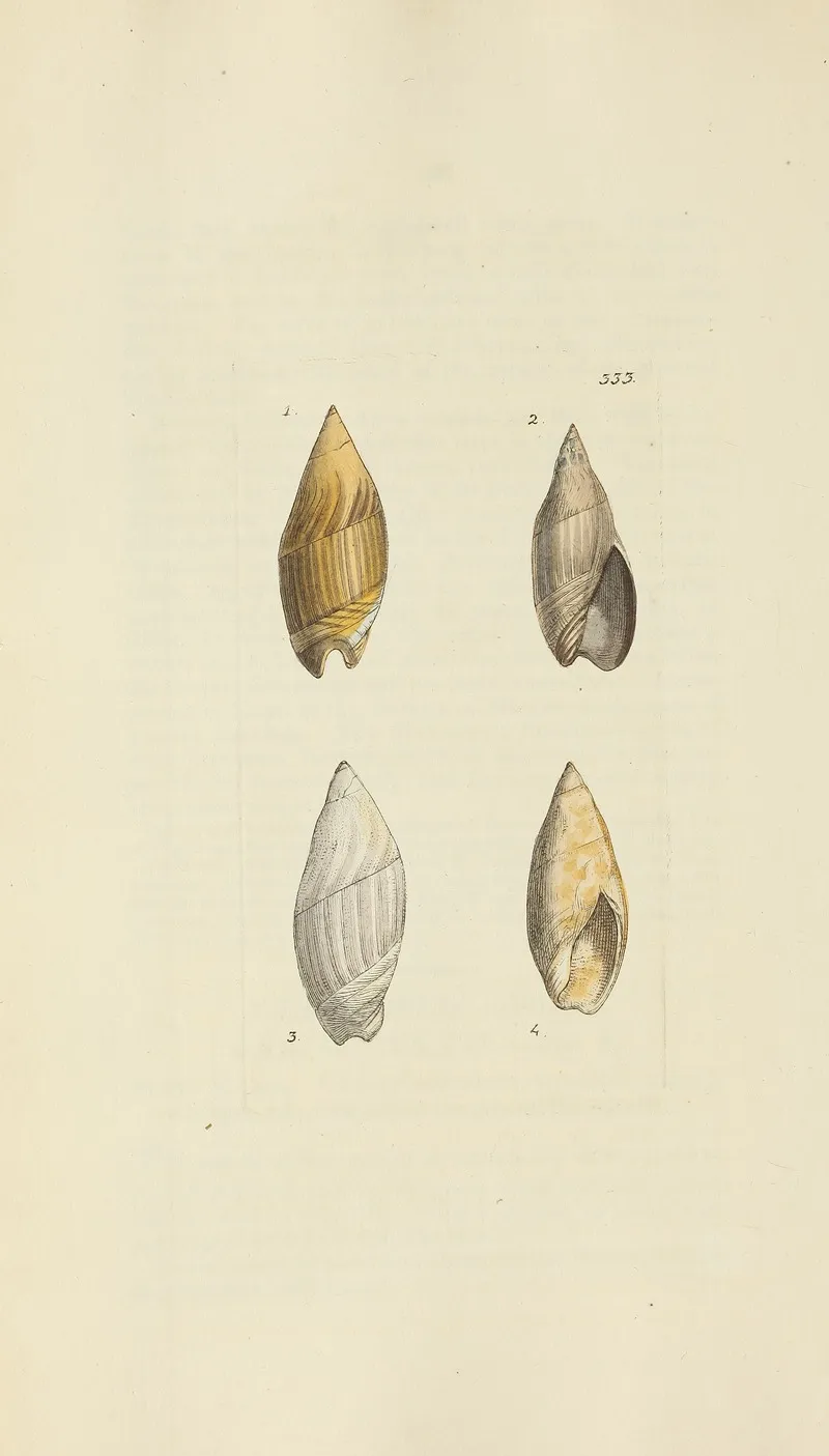 The Mineral Conchology Of Great Britain Pl 223