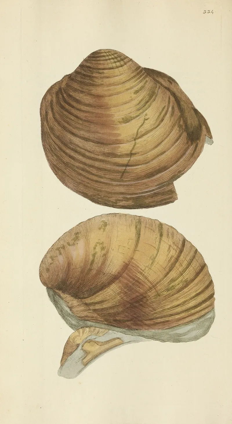 The Mineral Conchology Of Great Britain Pl 224