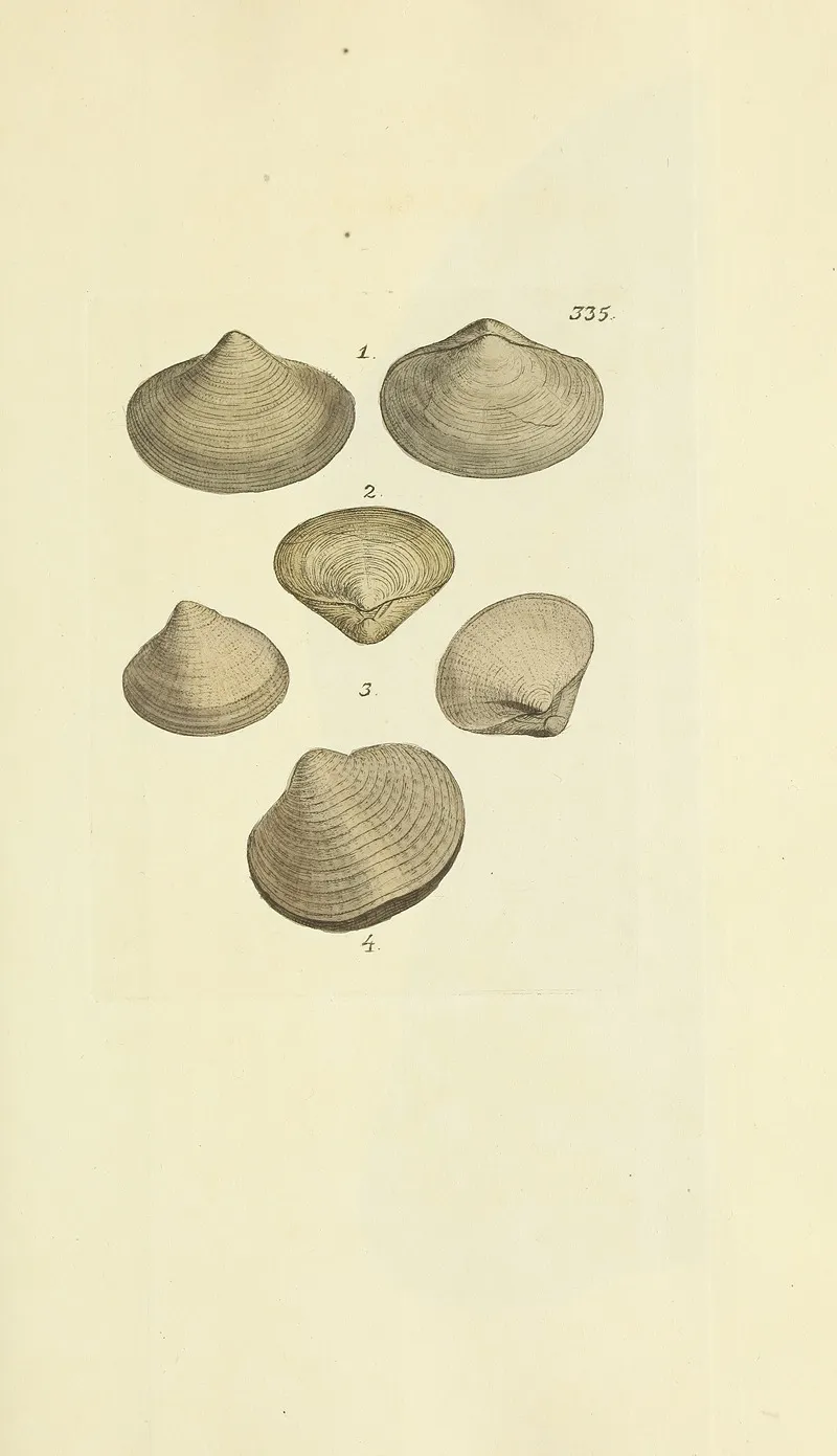 The Mineral Conchology Of Great Britain Pl 225