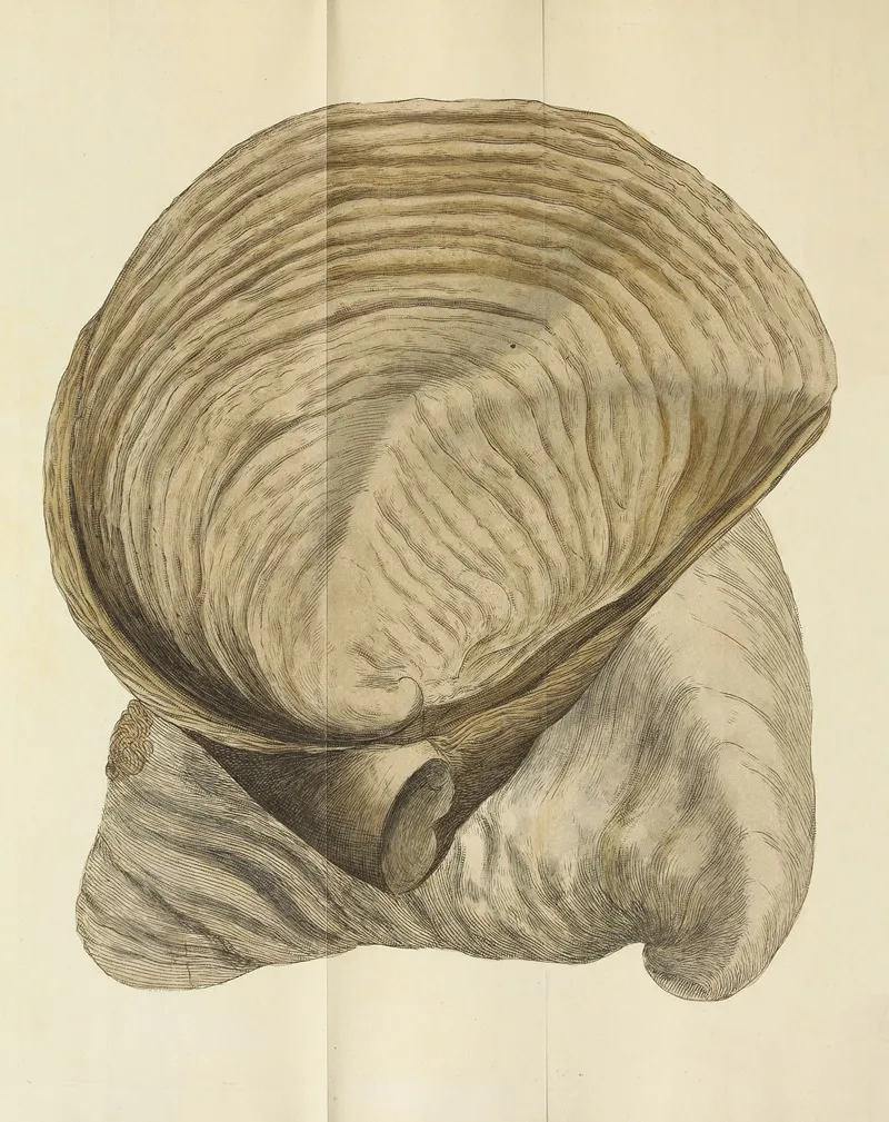 The Mineral Conchology Of Great Britain Pl 226