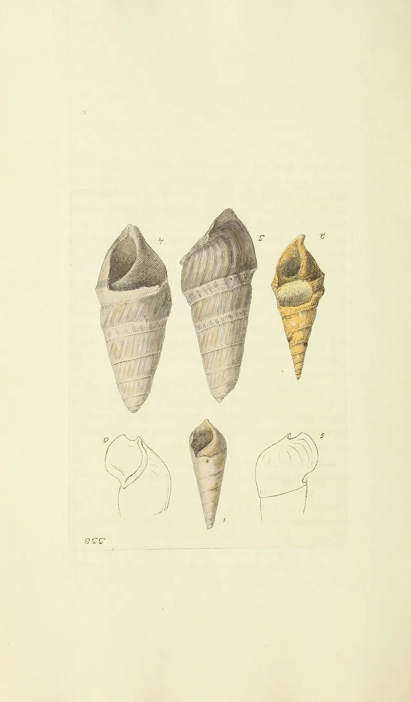 The Mineral Conchology Of Great Britain Pl 228